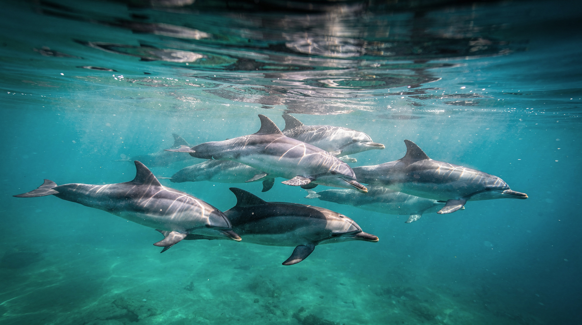 Dauphins et baleines